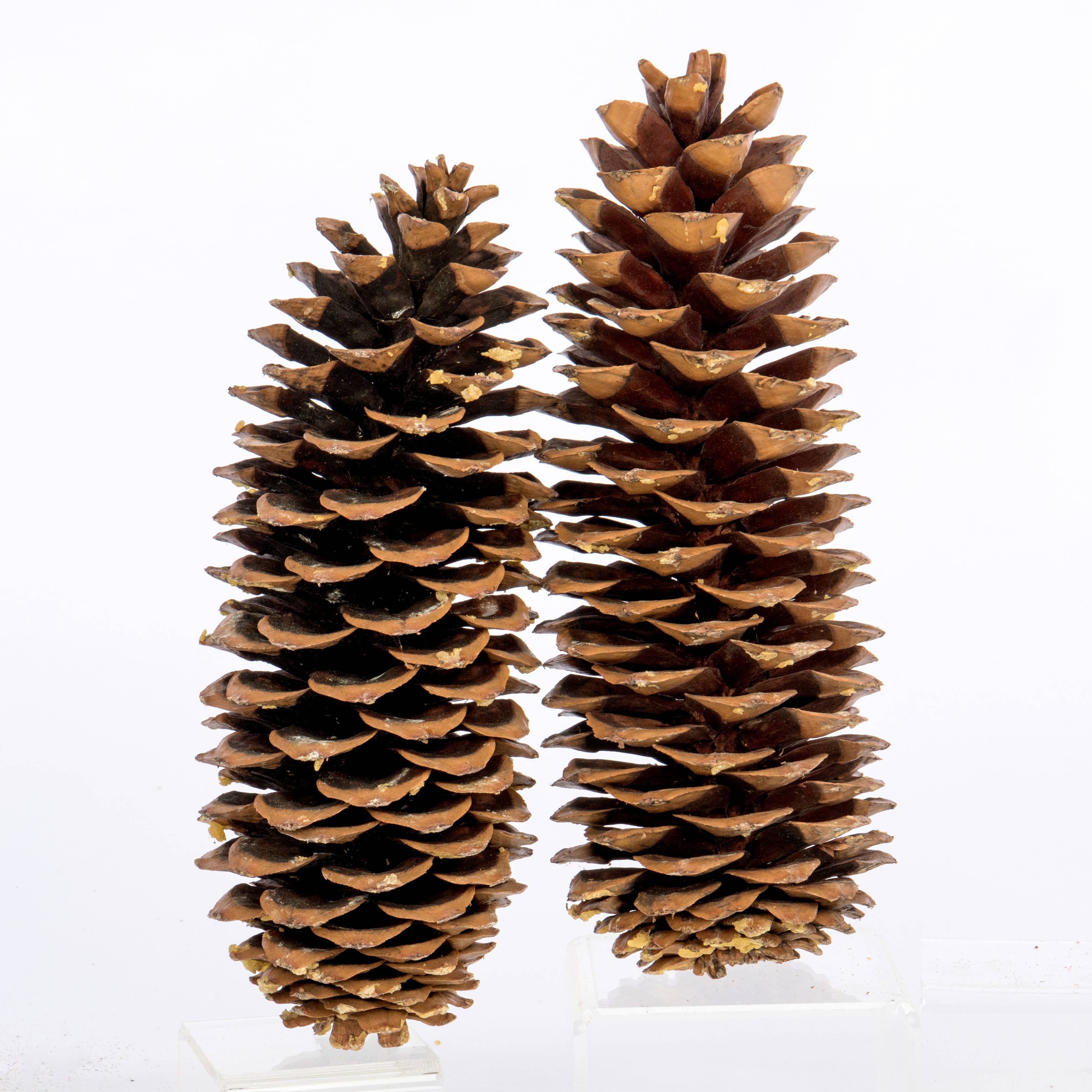 Willow Group - Wholesale Dried/Pressed Flowers - 2PC SUGAR CONE NATURAL COLOR - BAGGED DRIED1