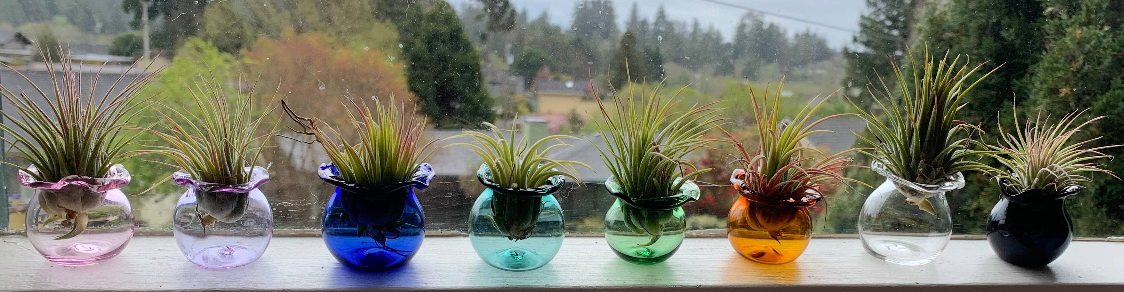 Terrapin Glass Gardens - Wholesale Live Plant - Glass jellyfish vessels with live air plants4