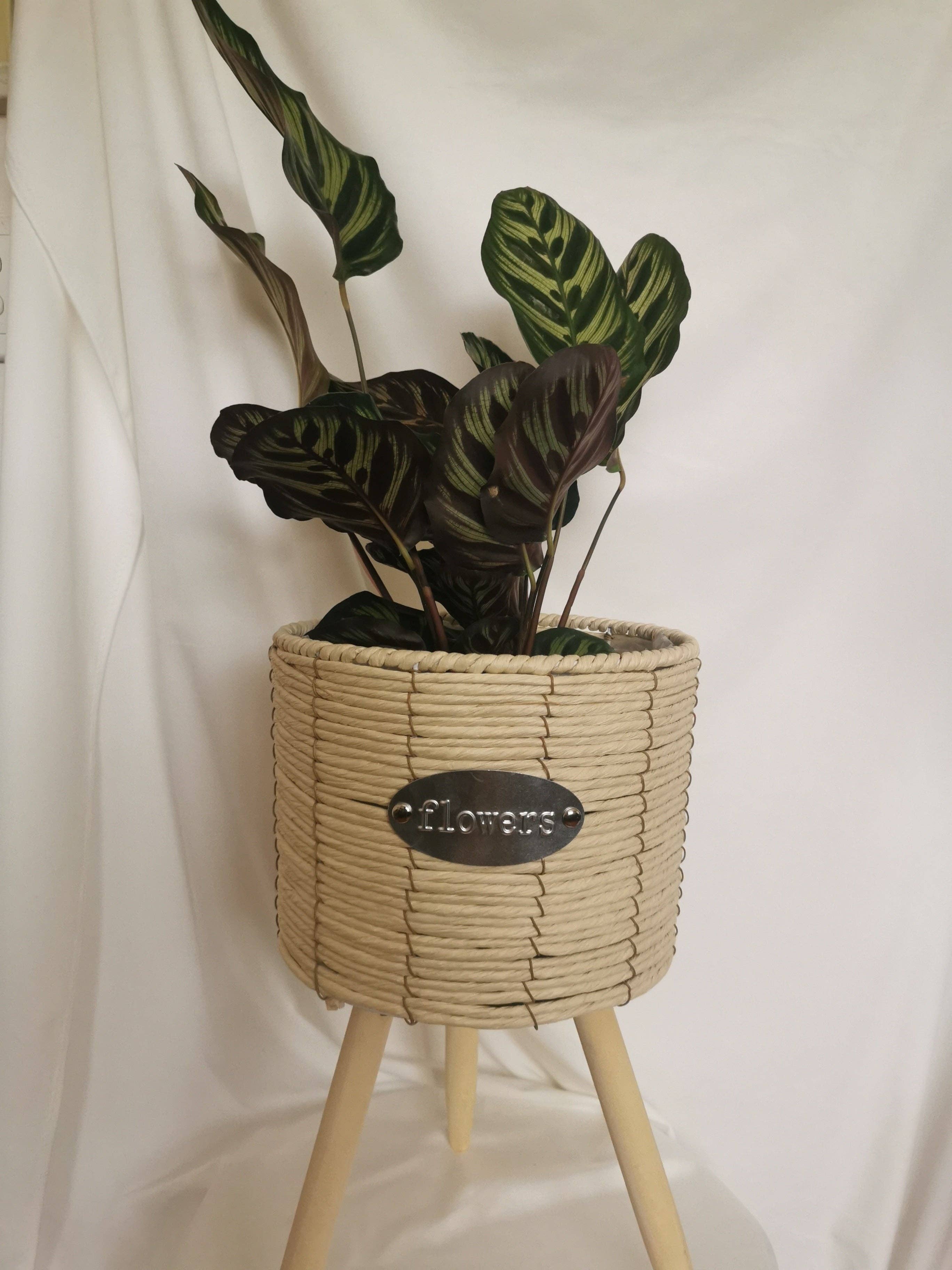 Casa Style – wholesale Plant pot – Cream Colour Footed Indoor Planter2