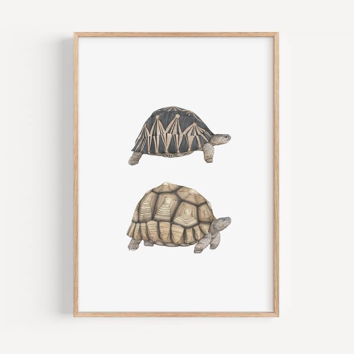 Tortoise Print for wholesale by Lauren Fitton Illustration