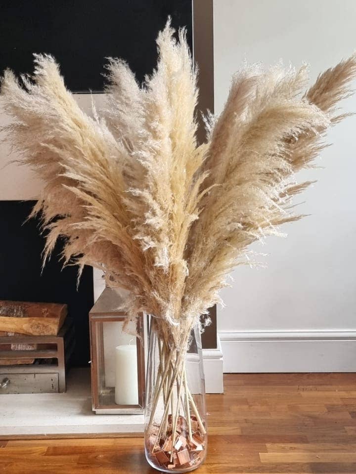 LoveProducts Ltd – Flores secas/prensadas por atacado – Buquê alto grande de capim-dos-pampas seco bege natural e fofo2