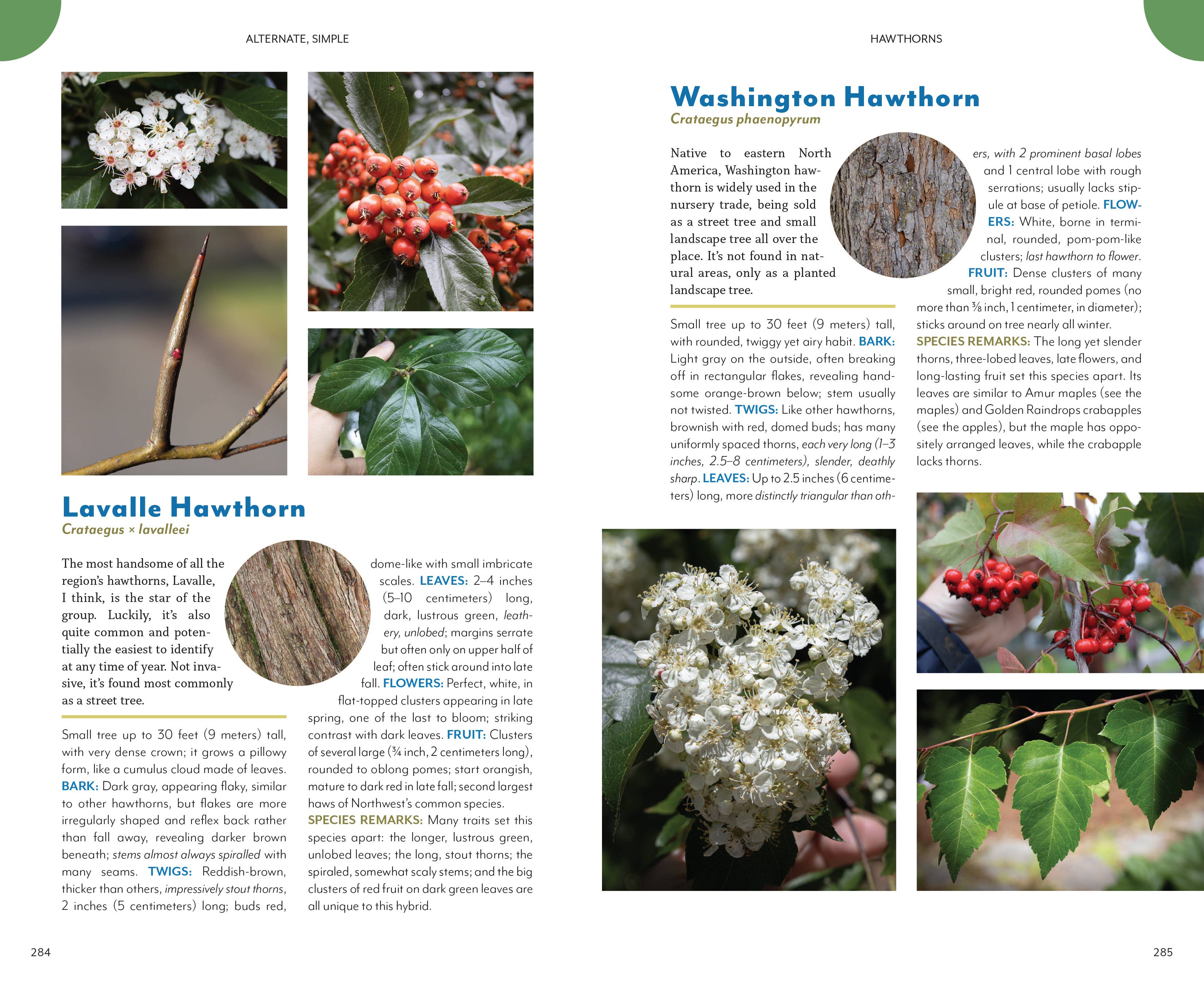 Mountaineers Books - Wholesale Nature & Outdoors - The Trees Around You9