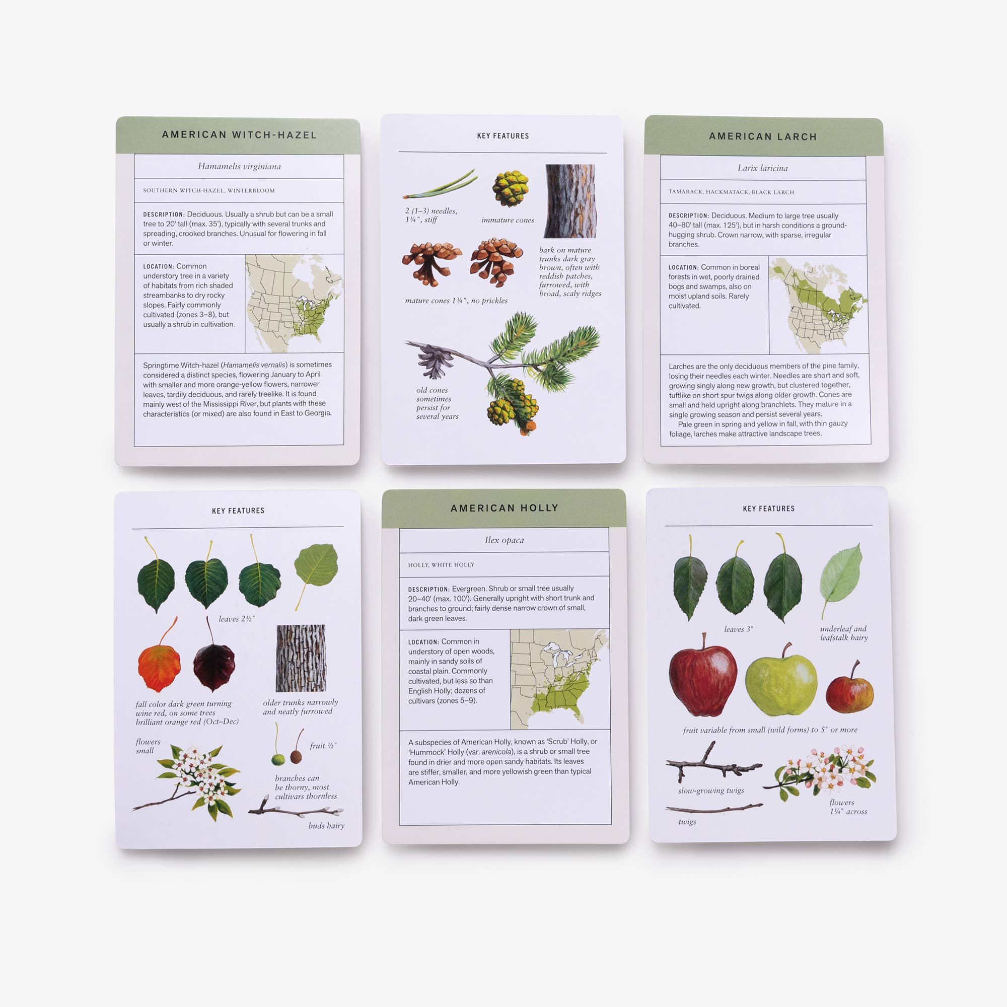 Penguin Random House LLC - Wholesale Learning Cards - Kids & Baby - Sibley Tree Identification Flashcards3