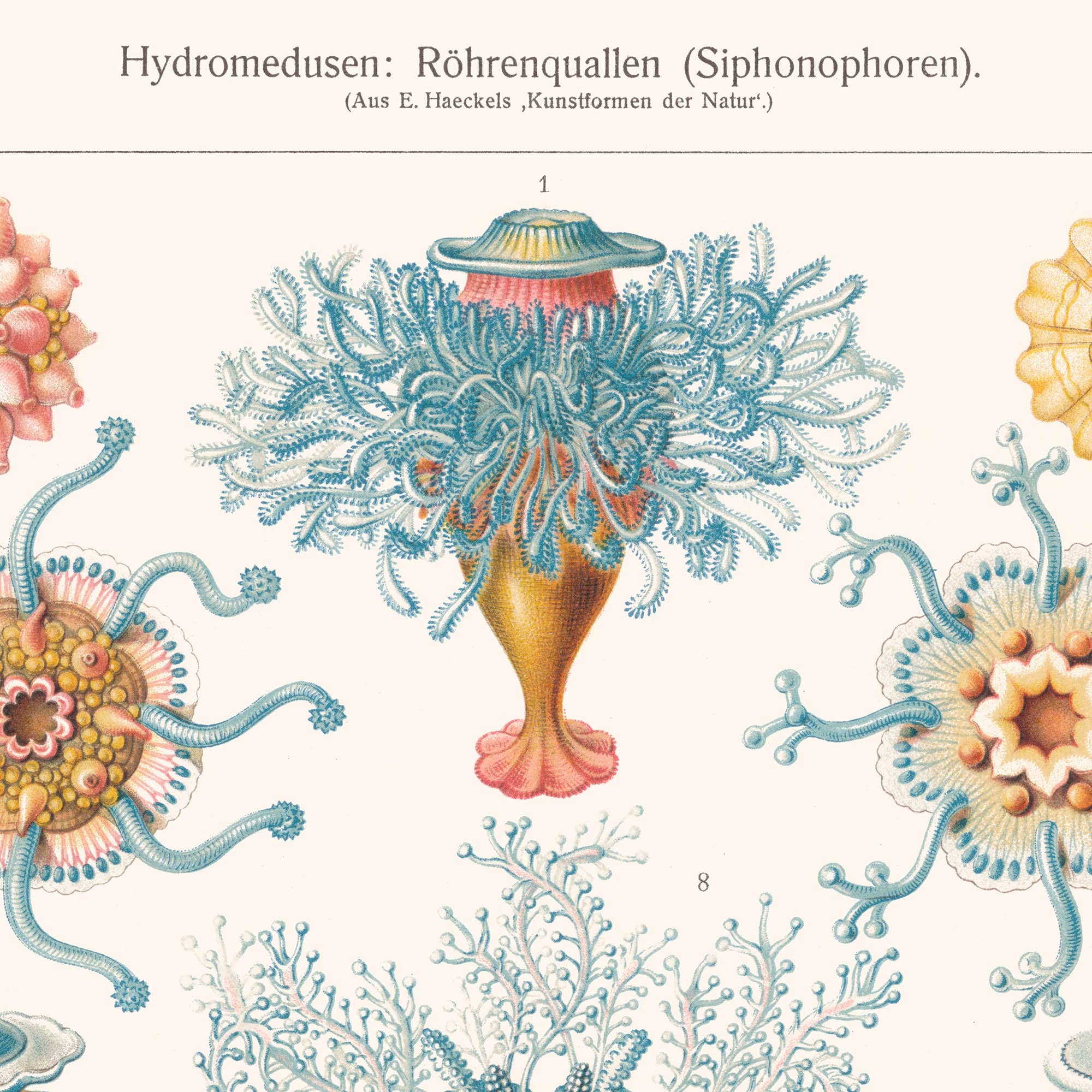 Aster Edition – Großhandel Poster – Poster: Hydromedusen – Ernst Haeckel2