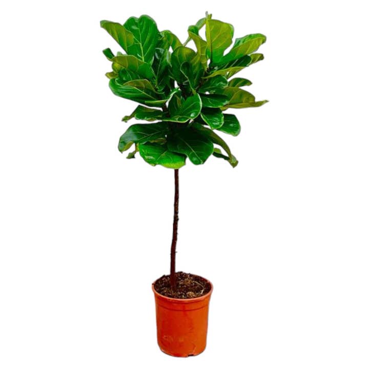 Oasis of Life - Wholesale Live plant - Ficus Lyrata – Fiddle Leaf Fig – approx. 130cm high – Ø24cm – Indoor plant with trunk – Large, decorative & air-purifying – For living room, office & conservatory