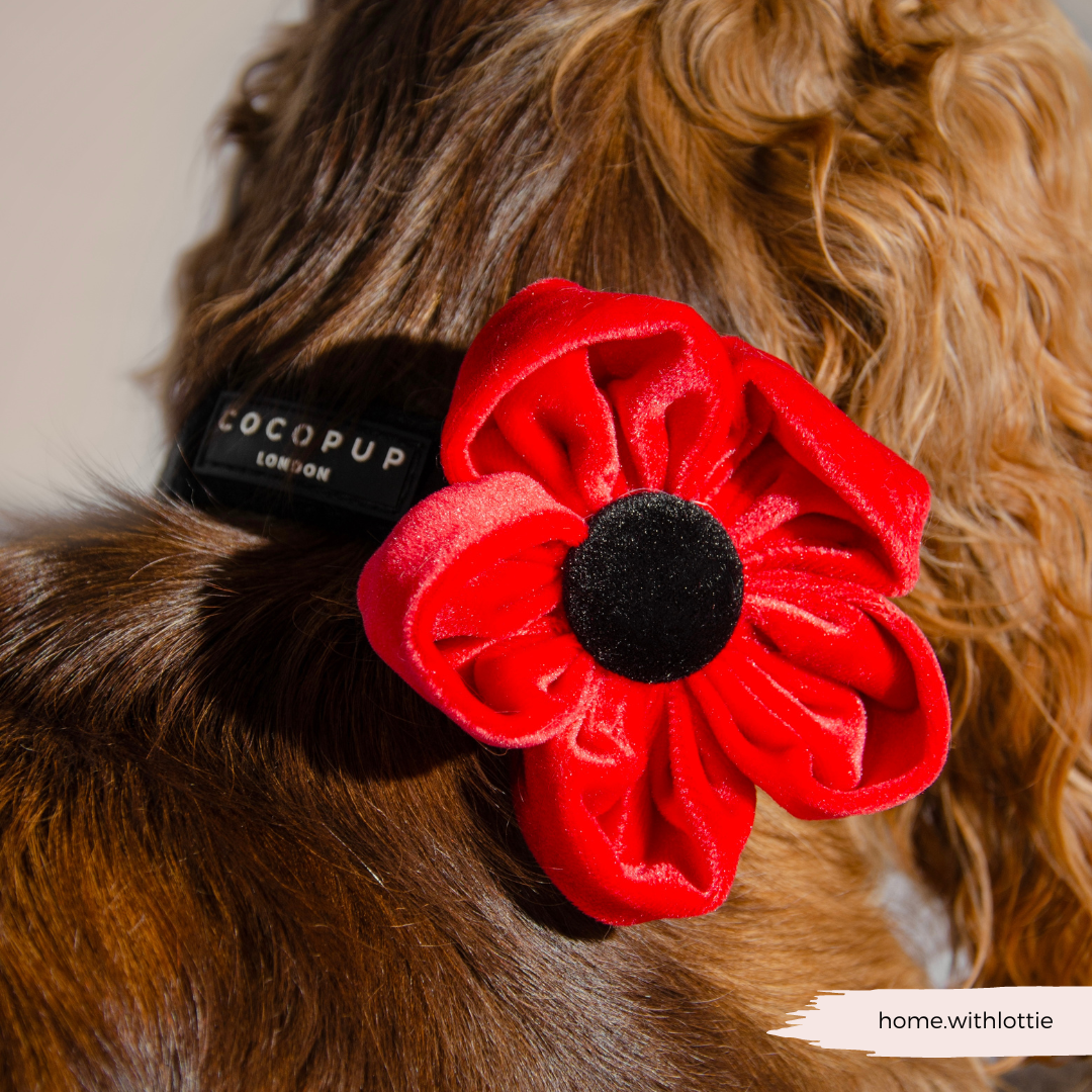 Cocopup London – wholesale Pet collar – Dog – Poppy Collar Flower11