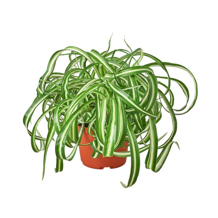 House Plant Wholesale WEST - Wholesale Live Plant - Spider Plant 'Bonnie'