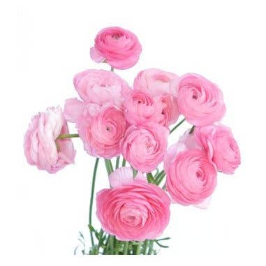 Florasource - Wholesale Fresh Cut Flowers - Ranunculus By the Box 70 stems 30/40 cm2