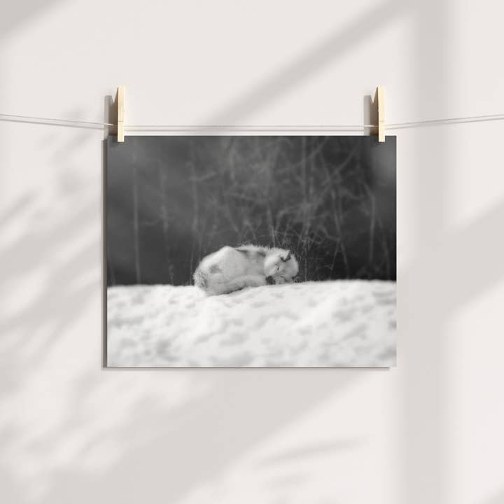 Sleeping Wolf in Snow Print for wholesale by Veni Etiam Photography