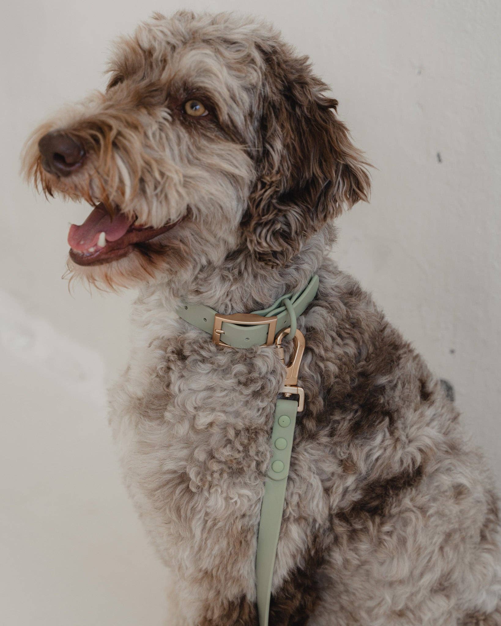 dexypaws – trela - Cão por atacado – Guia impermeável para cães em verde sálvia4