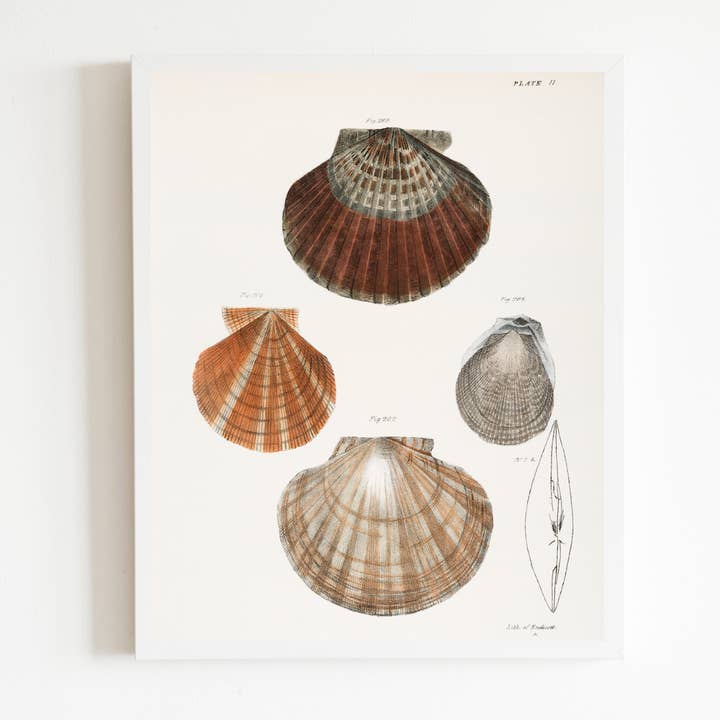 Seashells Antique Art Print for wholesale by Sea to Skye