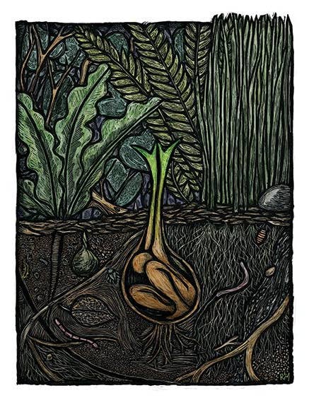 Keimung (Poster) für den Großhandel von Ricardo Levins Morales Art Studio