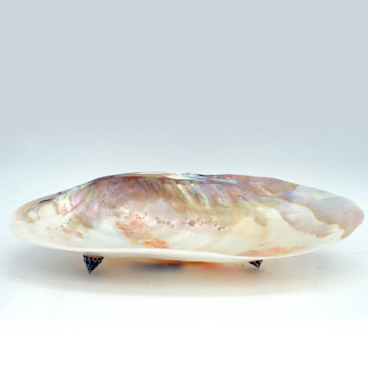 Plato de Concha Cabibi para venta al por mayor de Housewares & Tabletops by Contrast Inc.