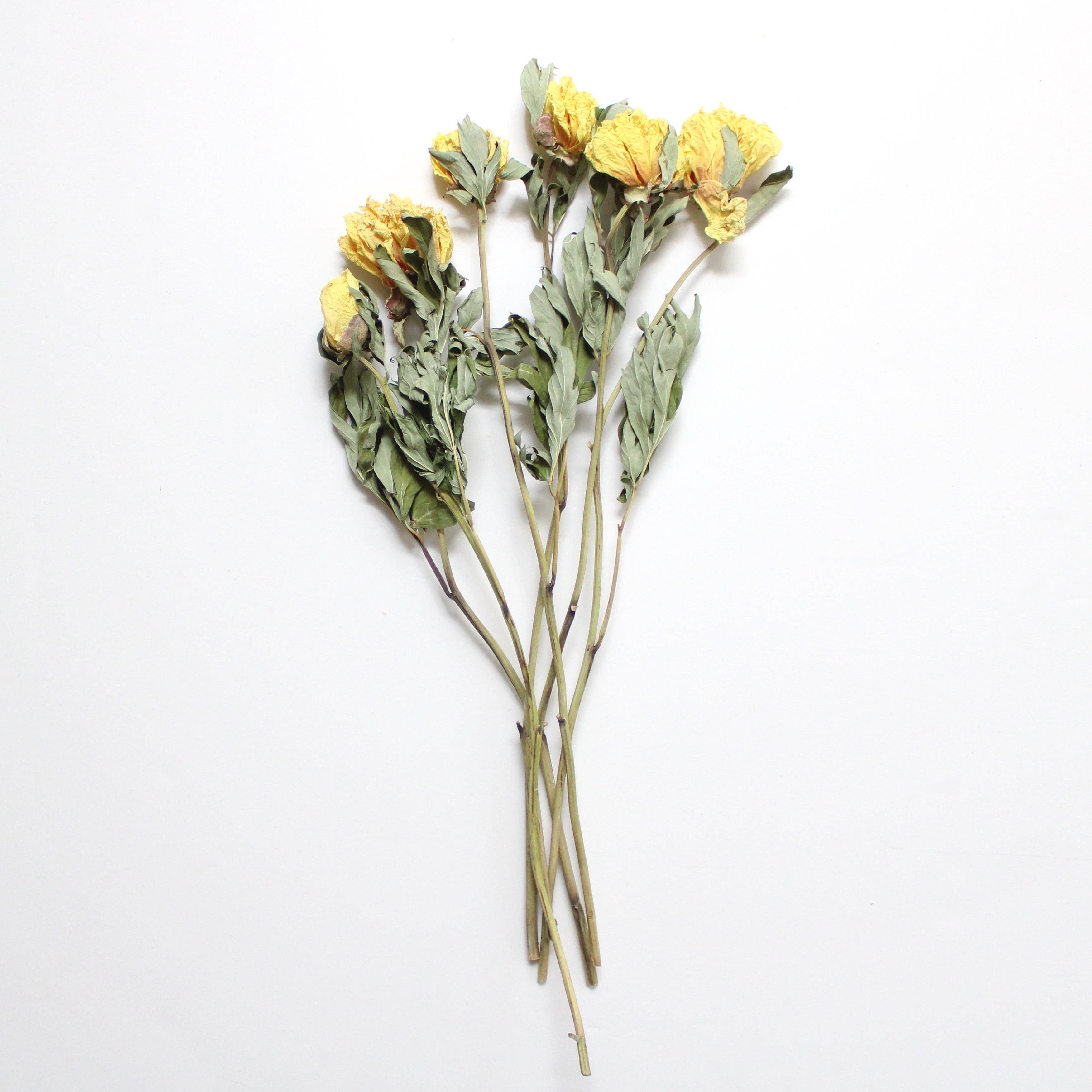 Roxanne's Dried Flowers - Wholesale Dried/Pressed Flowers - Peony - Dried1