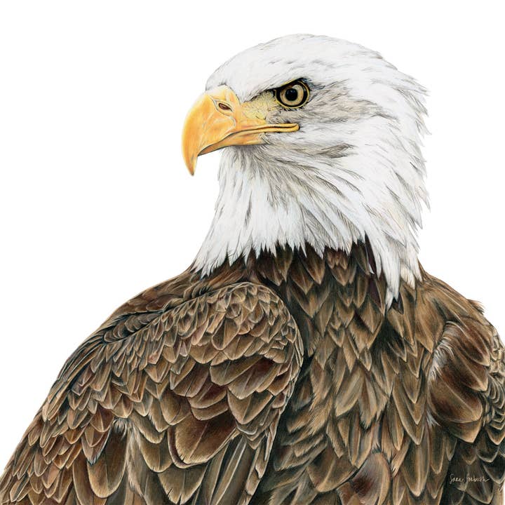 "Freedom" an Eagle Horizontal Colored Pencil Print for wholesale by Sara Forbush Art