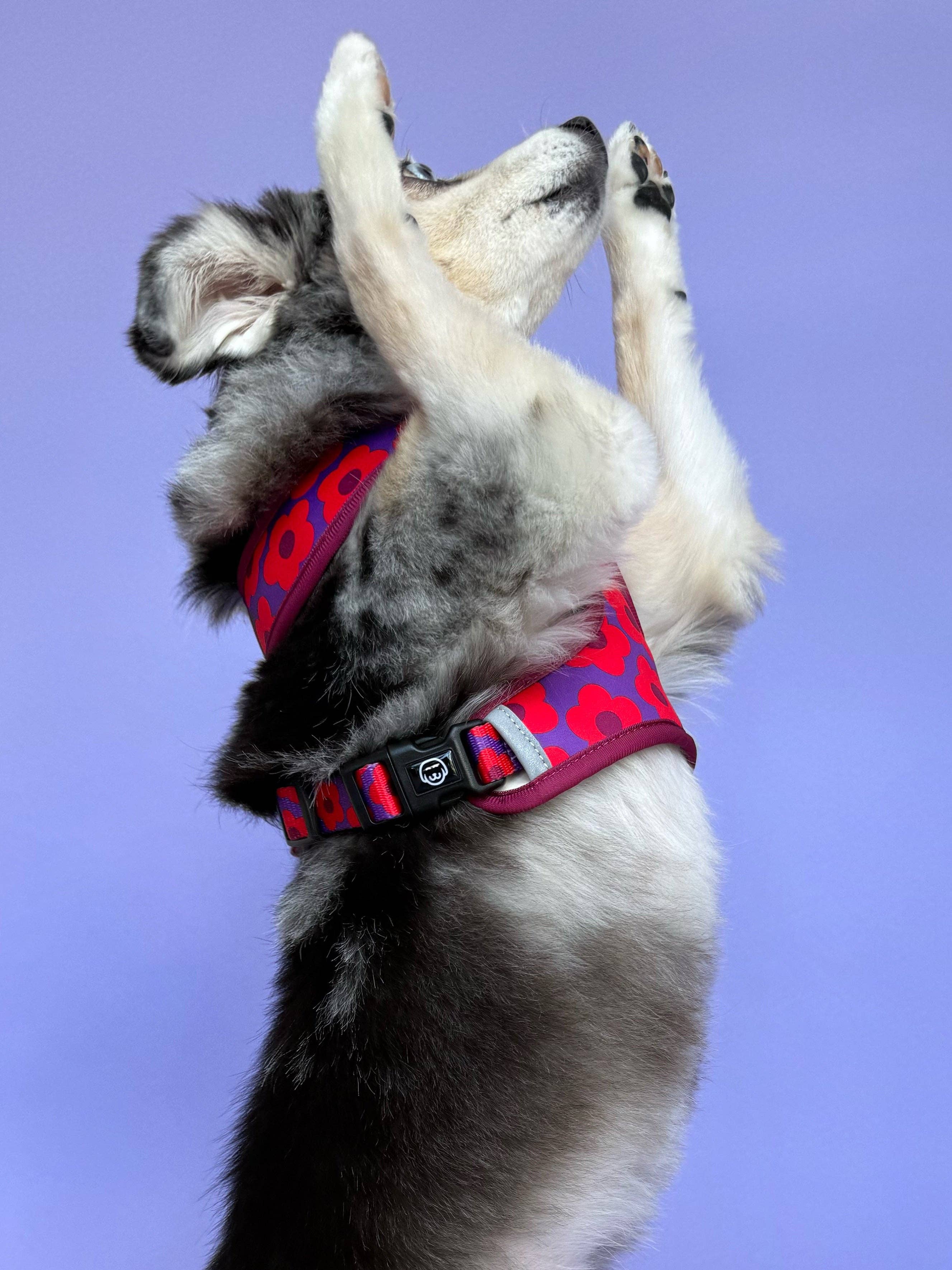 Molly & Co. - Venta al por mayor Arnés - Perros - Mon Chéri - Arnés Reversible para Perros4