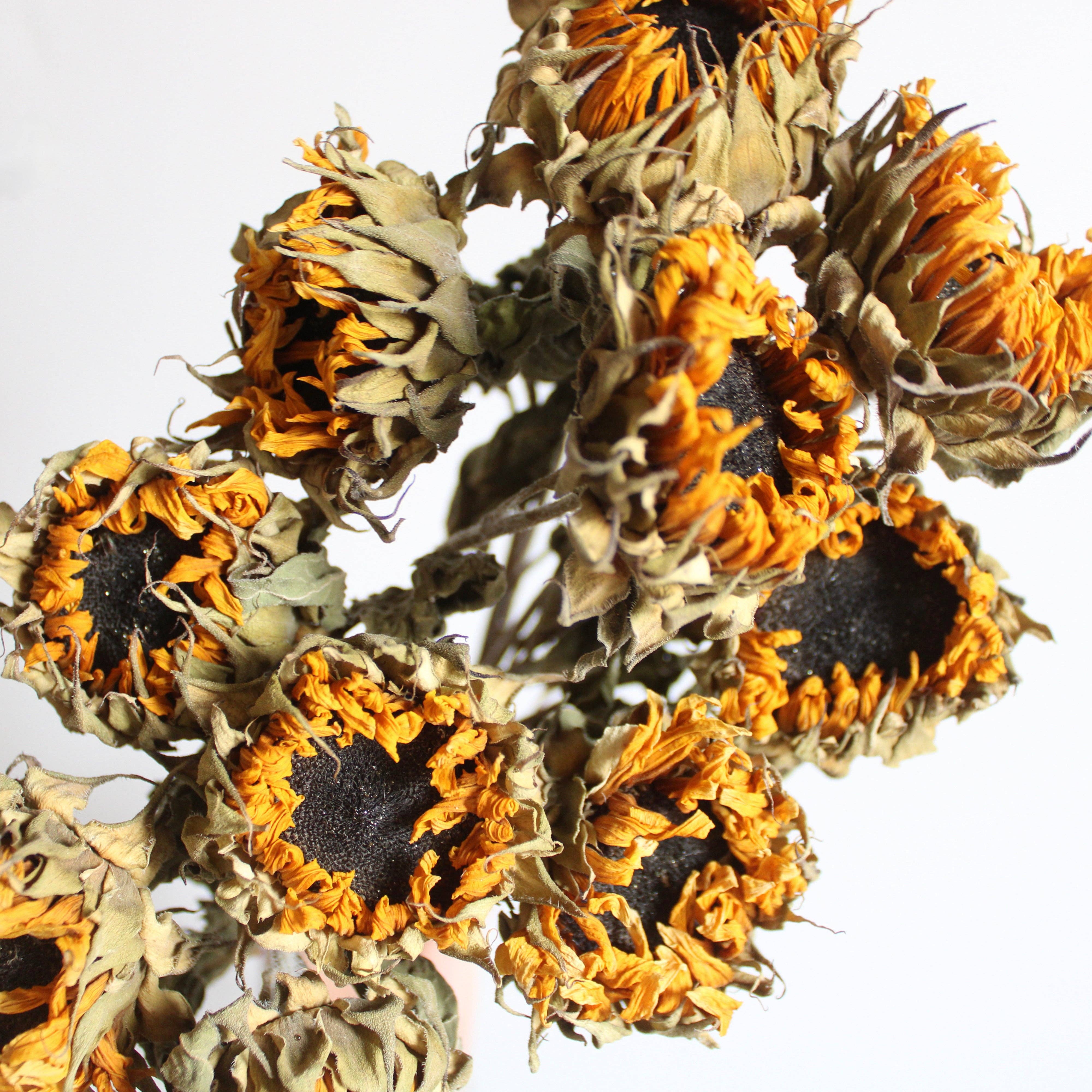 Natural Sunflowers - Dried (Mini) for wholesale on Faire0