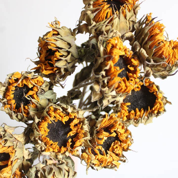 Natural Sunflowers - Dried (Mini) for wholesale on Faire