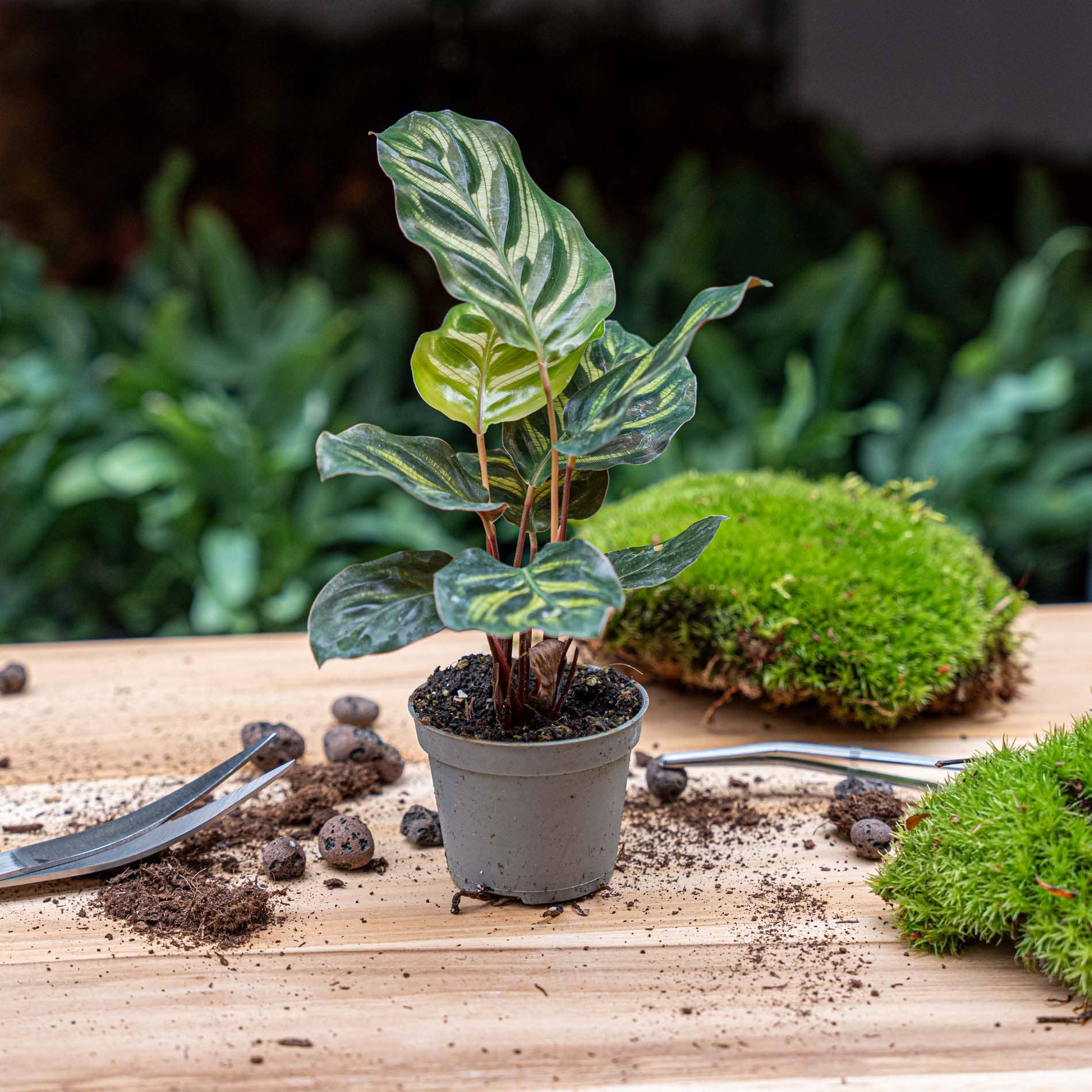 Trendhero.nl/b2b - Wholesale Live Plant - Calathea Makoyana - Peacock plant - Terrarium plant1