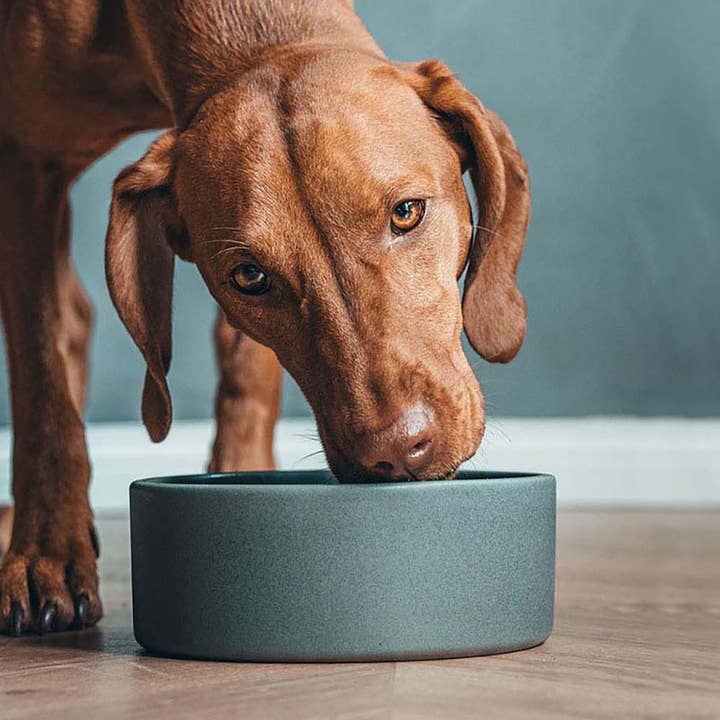 treusinn. - Vente Gamelle – chat et chien - Gamelle en céramique LEKKA grise pour chien1