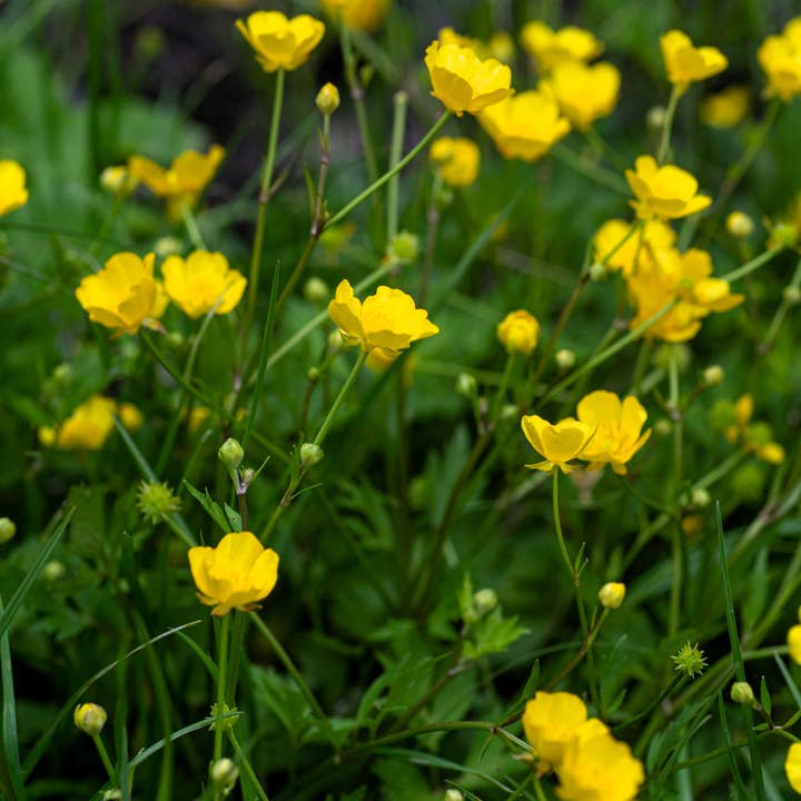 GardenPerspective - Venta al por mayor Plantas naturales - 5 - Hairy Buttercup, planta viva de raíces desnudas, perenne al aire libre