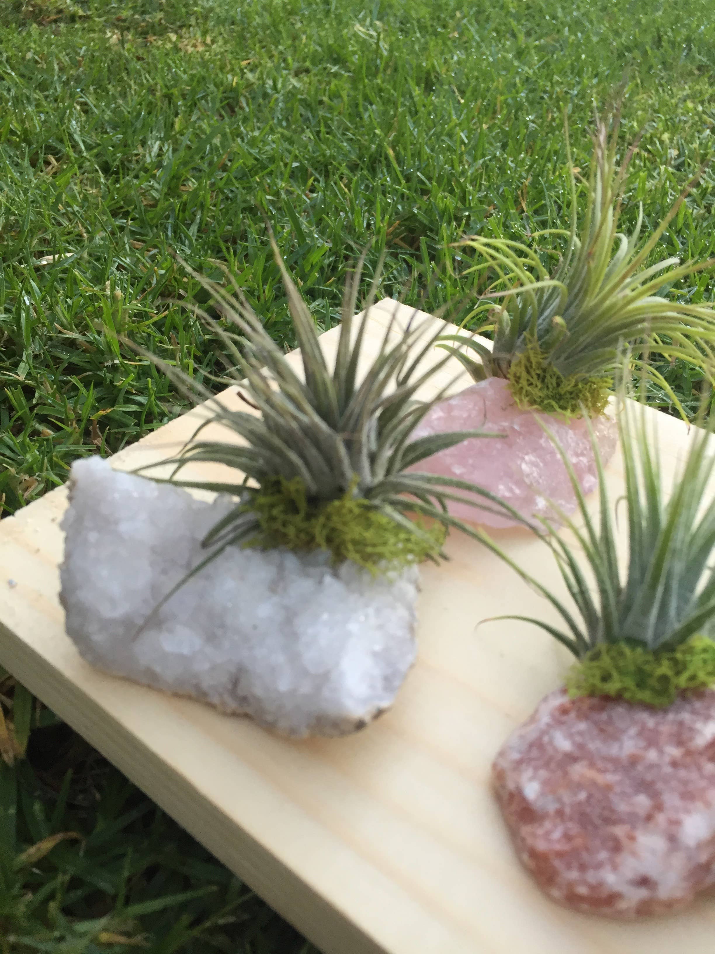 Mahalo Market - Wholesale Live Plant - Crystal Air Plants l Air Plant Holder l Crystal Gift0