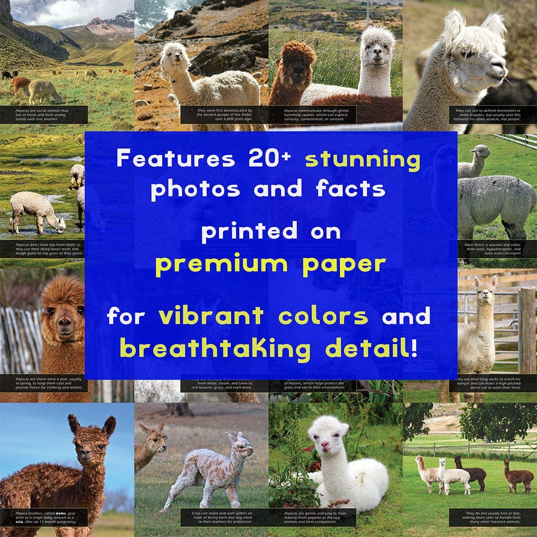 My Incredible World - Wholesale Early Reader Book (6-8) - Alpacas! A My Incredible World Picture Book for Children4