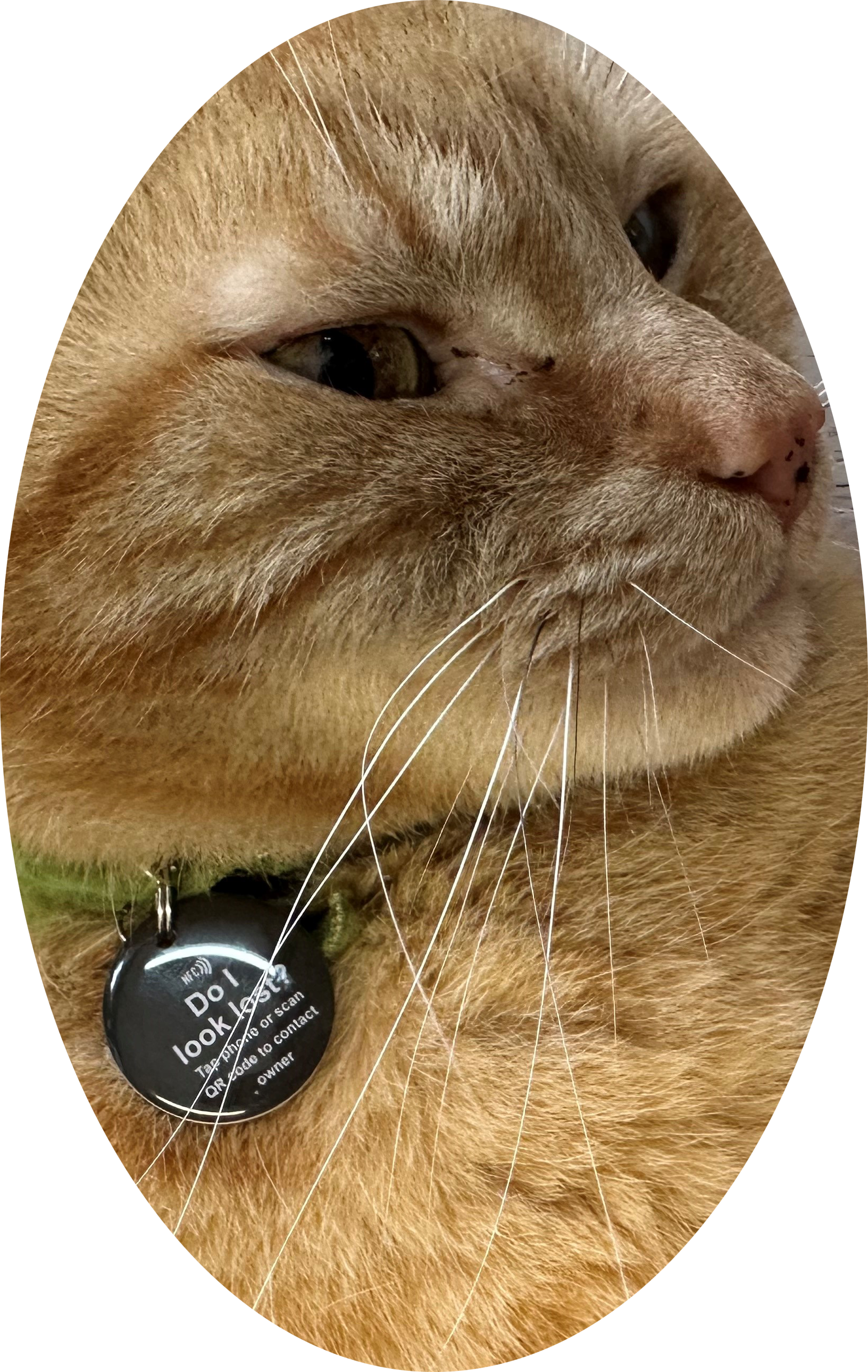 Tap and Share - Venta al por mayor Chapa de identificación - Gatos y perros - Etiqueta inteligente NFC mini para mascotas con rastreo pasivo avanzado5