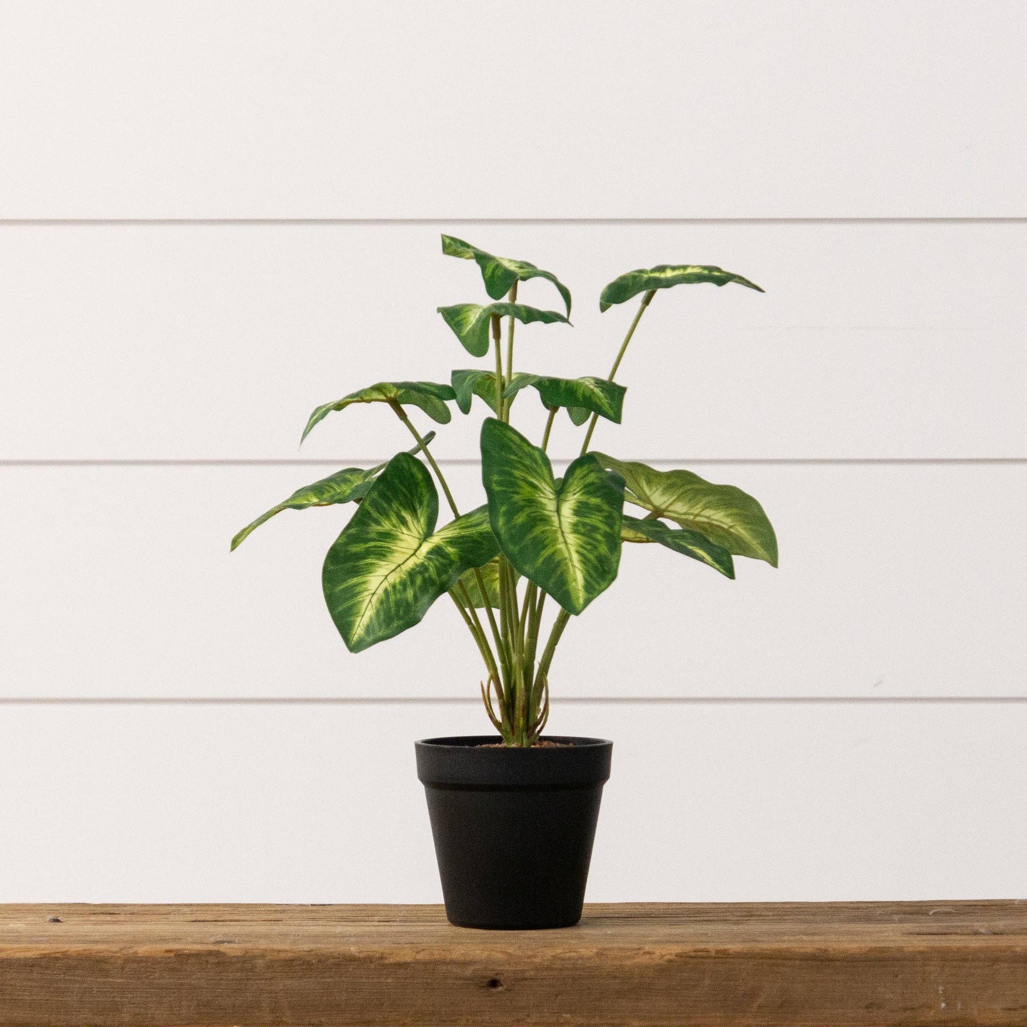Audrey's Home & Gift – wholesale Live plant – Potted Syngonium Plant (PC)