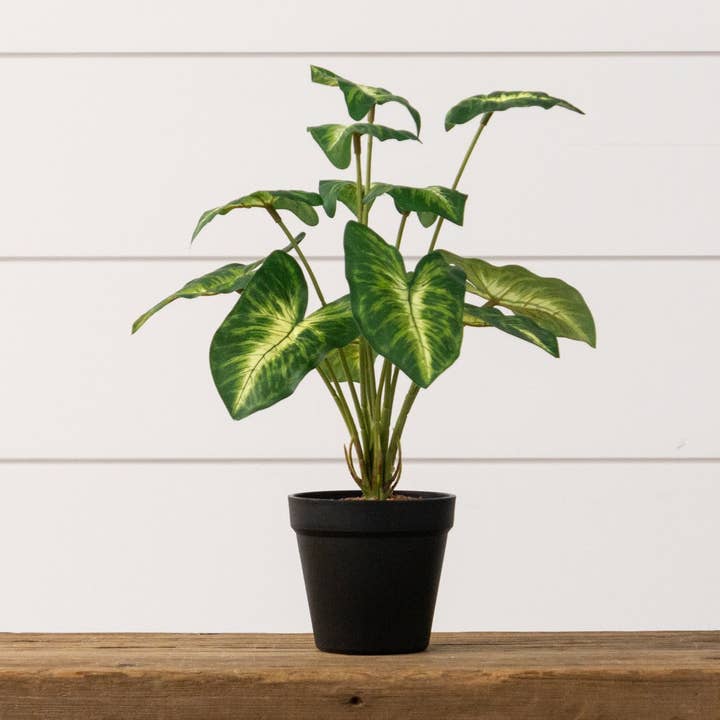 Audrey's Home & Gift – wholesale Live plant – Potted Syngonium Plant (PC)0