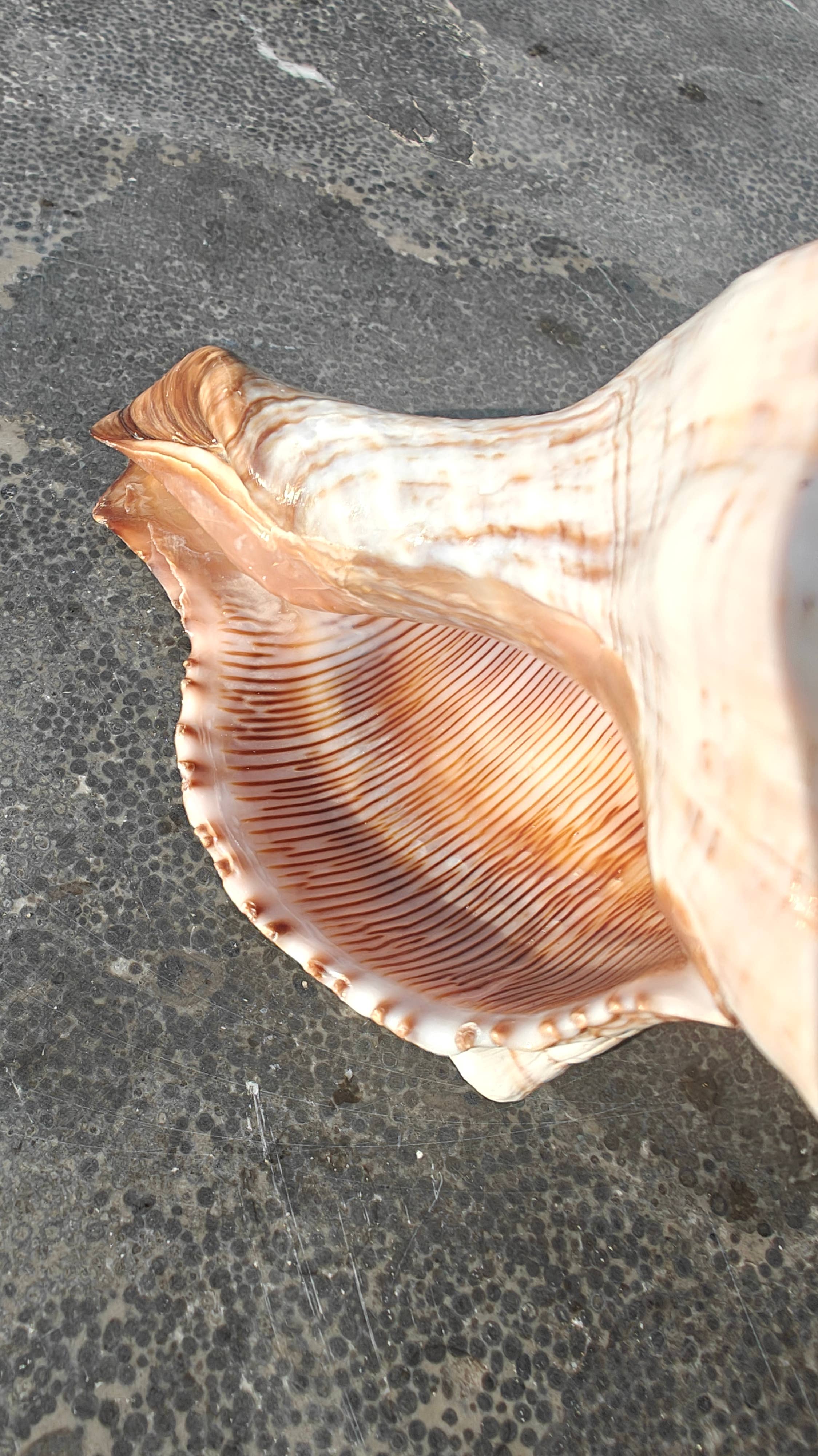 Product Import Holland – wholesale Decorative tabletop object – Onem - shell - decoration - shells - coast - beach1