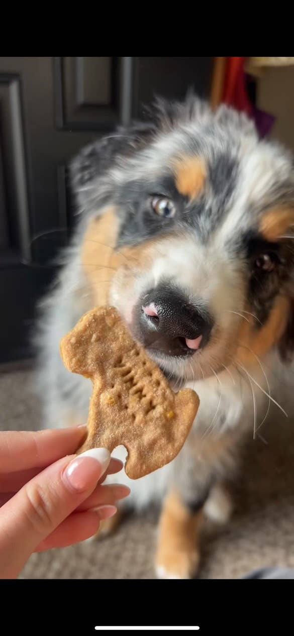 Vinny's Munch & Play - Wholesale Pet Biscuit - Dog - Cheddar Cheese Dog Biscuit1