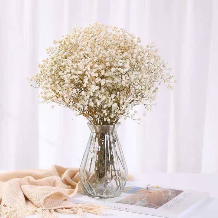 Gypsophile Stabilisée Blanche for wholesale by Yaxinfloral