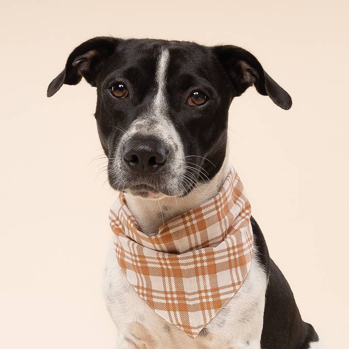 The Paws - Wholesale Pet bandana – Dog - Ginger Dog Bandana1