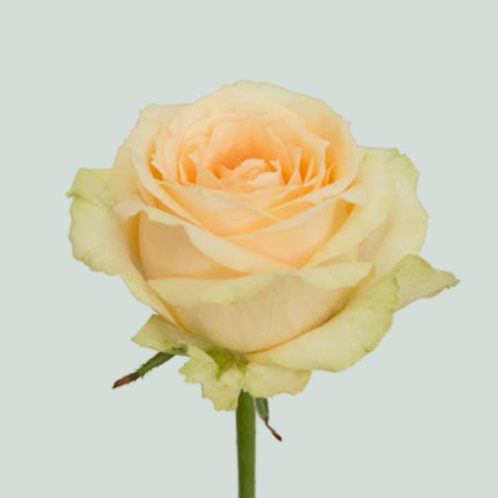 Rose Magic Avalanche + for wholesale by All Occasions Wholesale