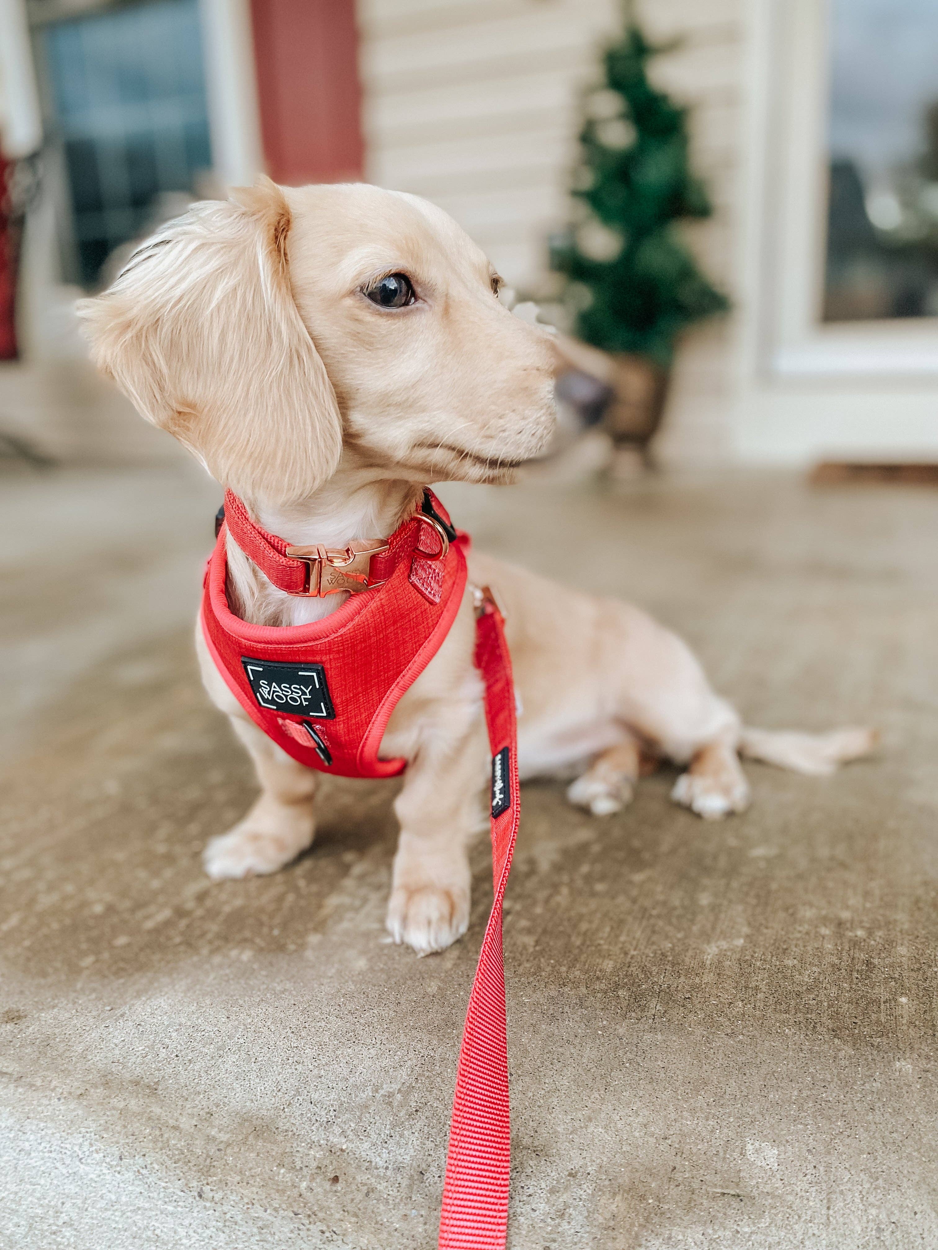 SASSY WOOF - Wholesale Pet Collar - Dog - Dog Collar - Merlot12