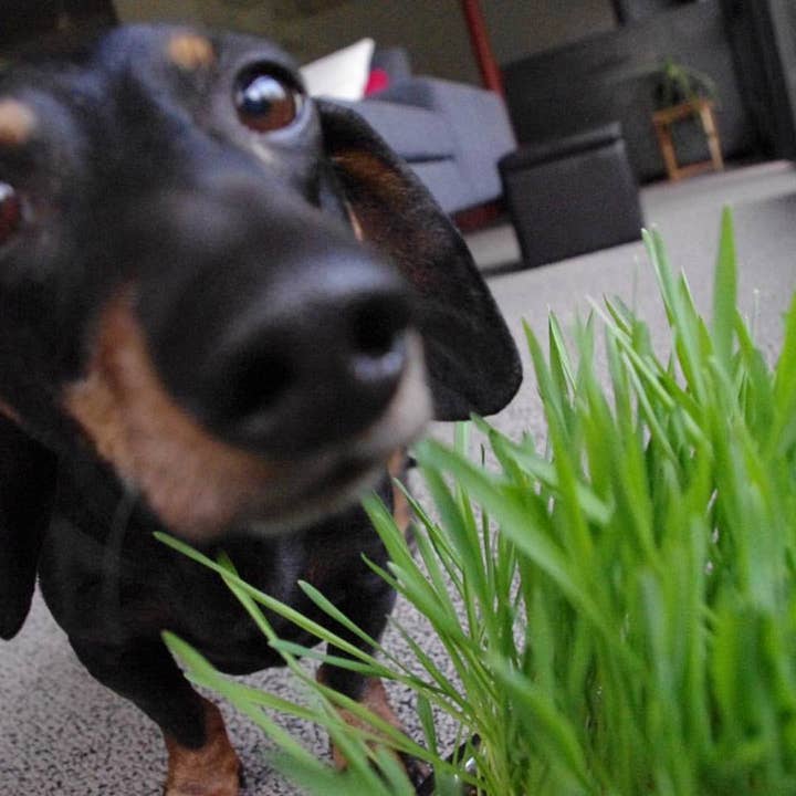 Potting Shed Creations, Ltd. - Wholesale Pet Treats - Dog - Garden in a Bag | Dog Grass | Pet Treat | Dog gift