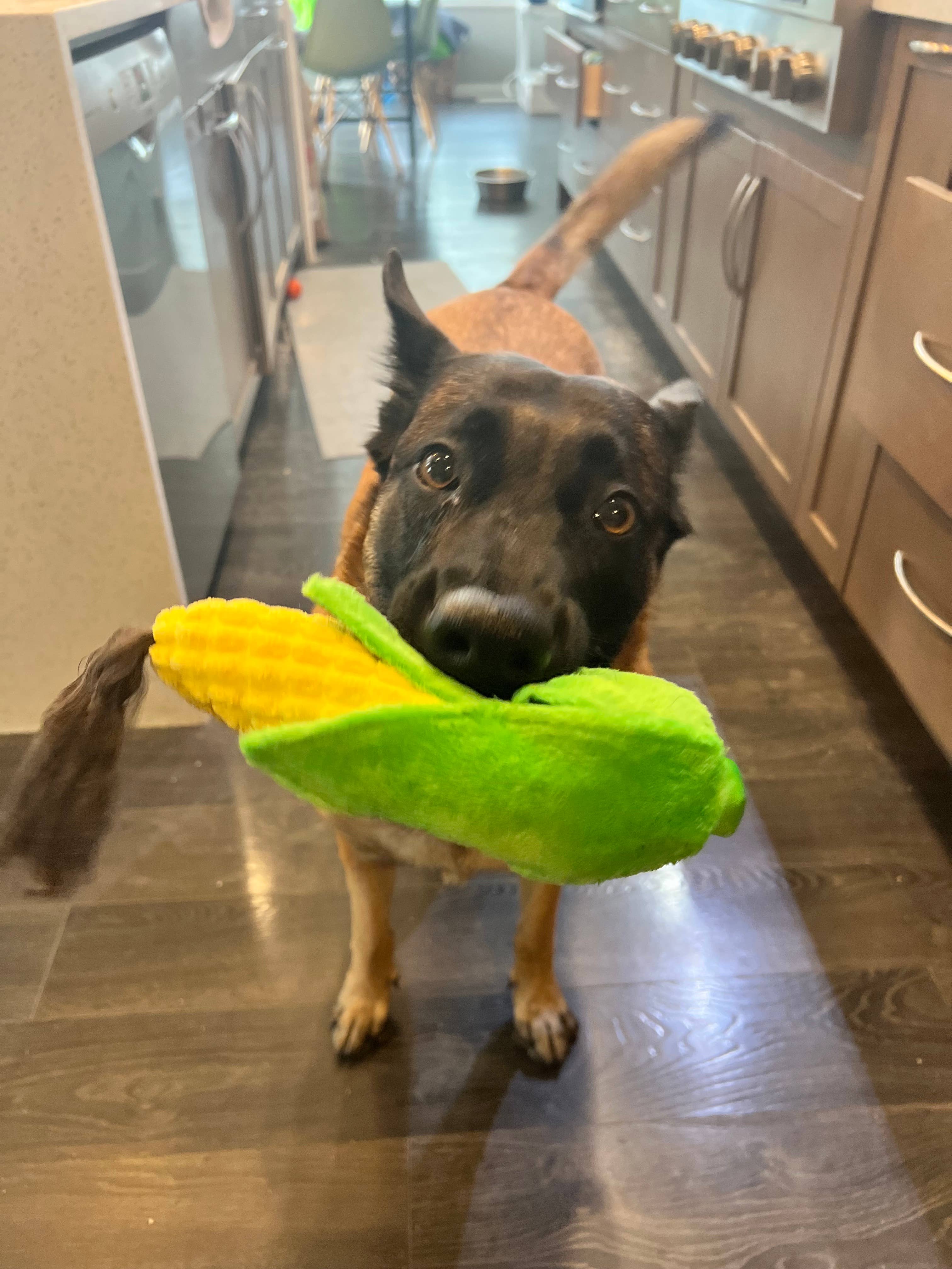 Cheddar Dogs - Vente Friandises – chien - Repas pour chiots4