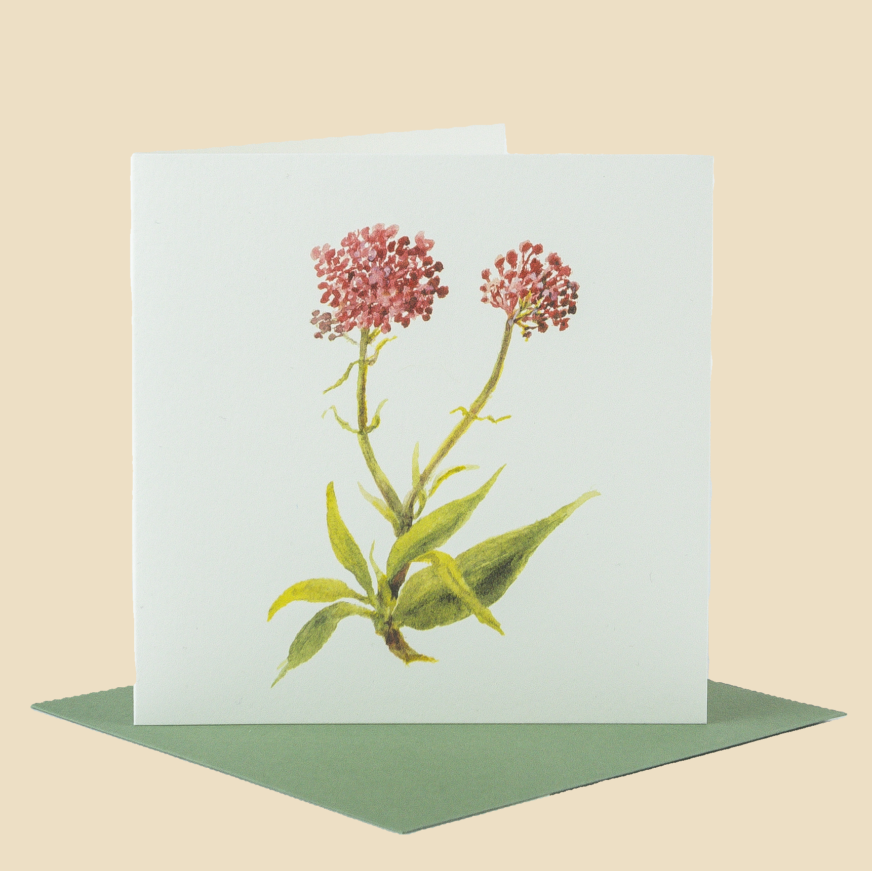 Sophia Davenport - Wholesale Everyday Greeting Card - Wildflower Greeting Cards and Notelets40