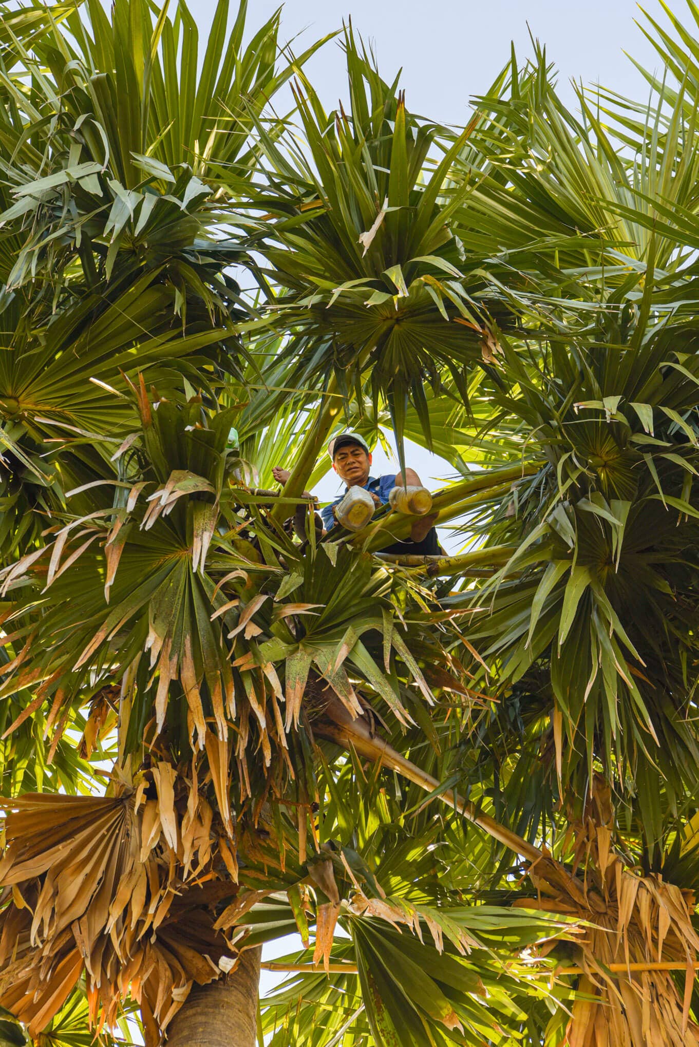 Vân Vân - Wholesale Sugar/Sweetener - Palmyra Sugar4