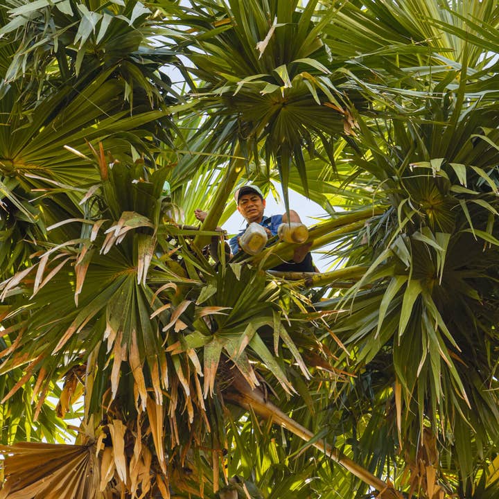 Vân Vân - Wholesale Sugar/Sweetener - Palmyra Sugar4