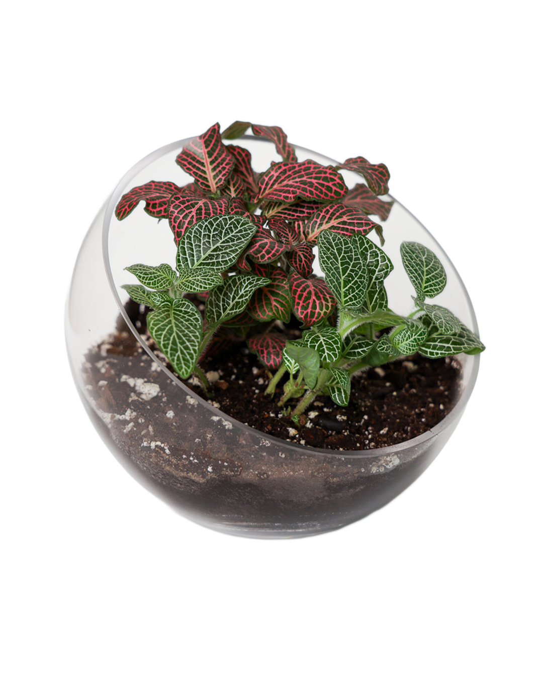 Chive Canada - Wholesale Terrarium - Clear Glass Terrarium Bowl For Succulents And Cactus1