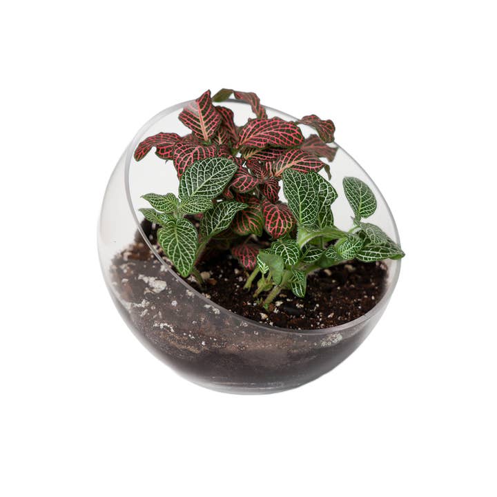 Chive Canada - Wholesale Terrarium - Clear Glass Terrarium Bowl For Succulents And Cactus1