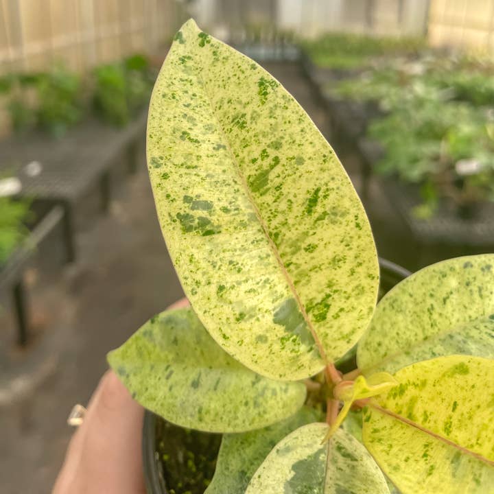 Thorsen's Greenhouse - Wholesale Live Plant - Ficus Shivereana Moonshine Variegated - 4" Live Plant - Rare4