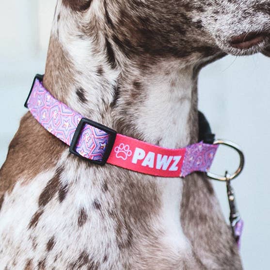 All Star Hundhalsband för wholesale av PAWZ