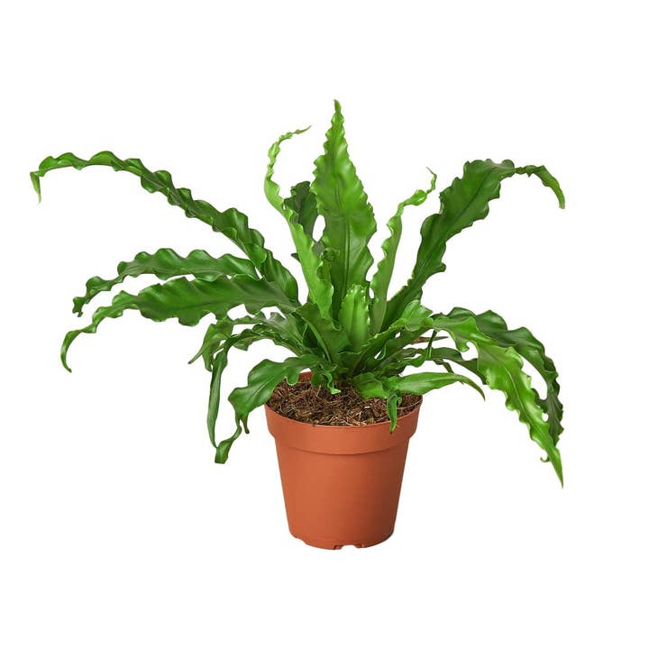 House Plant Wholesale - Wholesale Live Plant - FERN VICTORIA 4-inch
