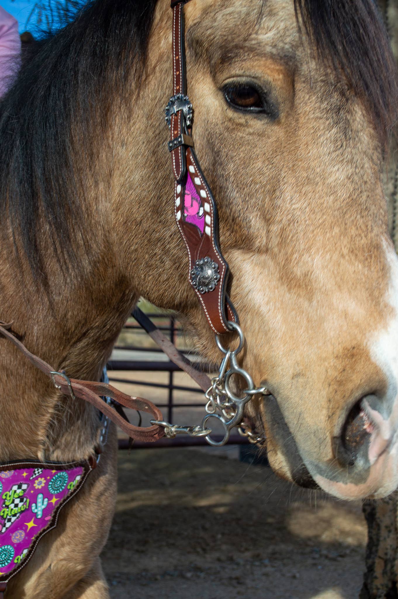 Schulz Equine - Wholesale Horseback Riding Gear - Neon Yeehaw Headstall and Breast Collar Set4