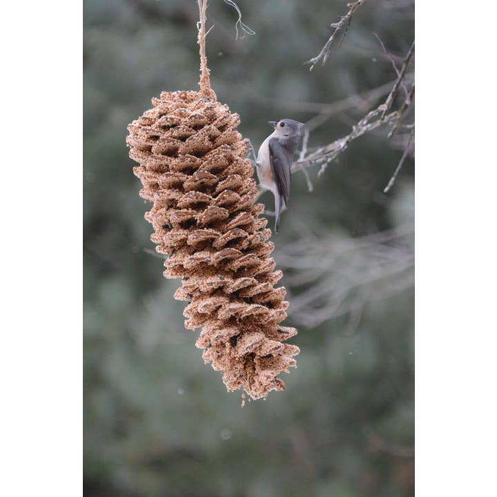 Mr Bird - Wholesale Ornament - Giant Pine Cone4
