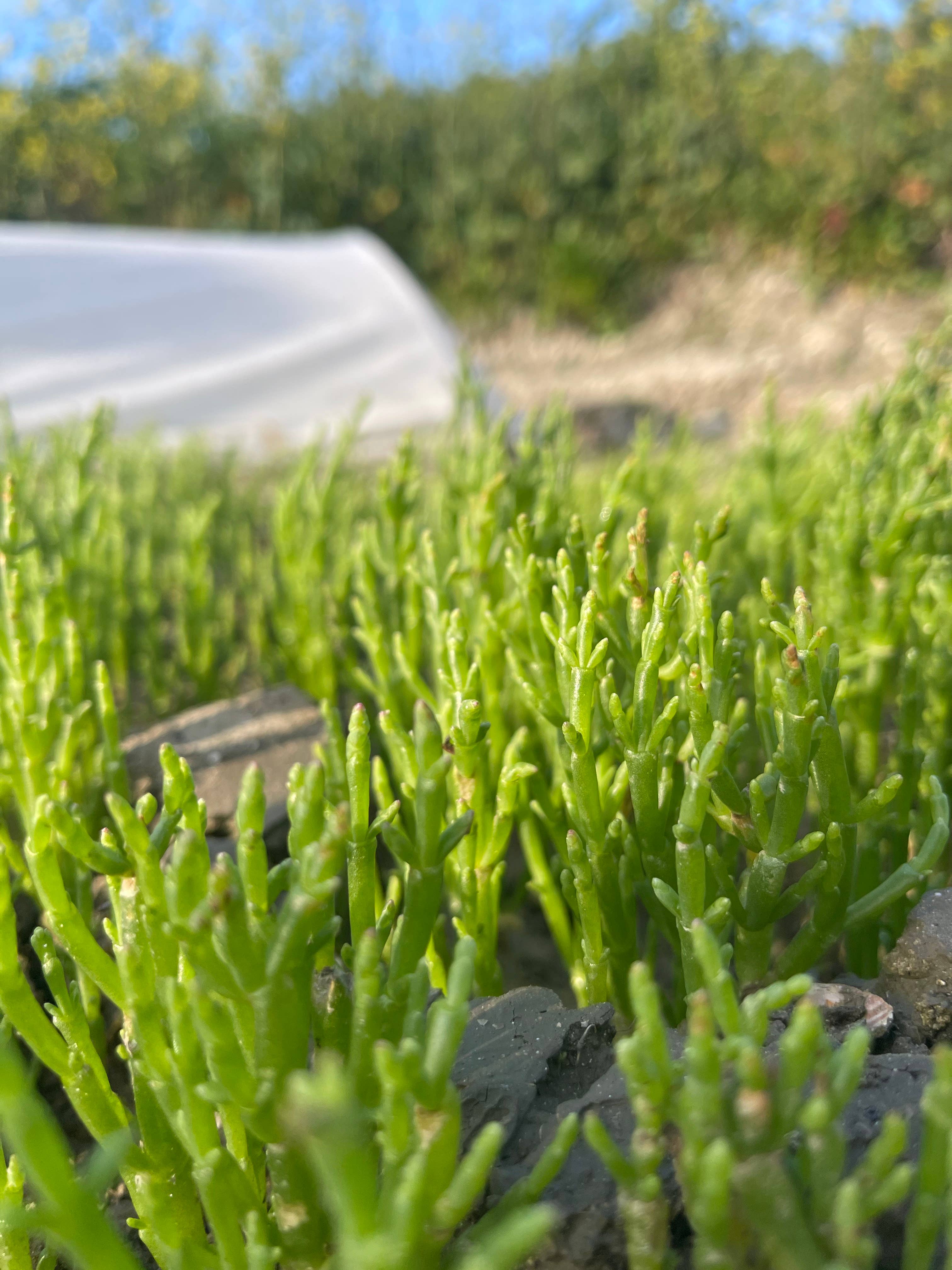 Terre Saline – wholesale Pickled vegetables – Samphire sprout in organic condiment 80g2