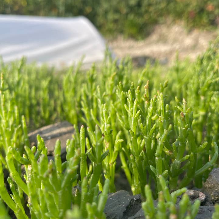 Terre Saline – wholesale Pickled vegetables – Samphire sprout in organic condiment 80g2